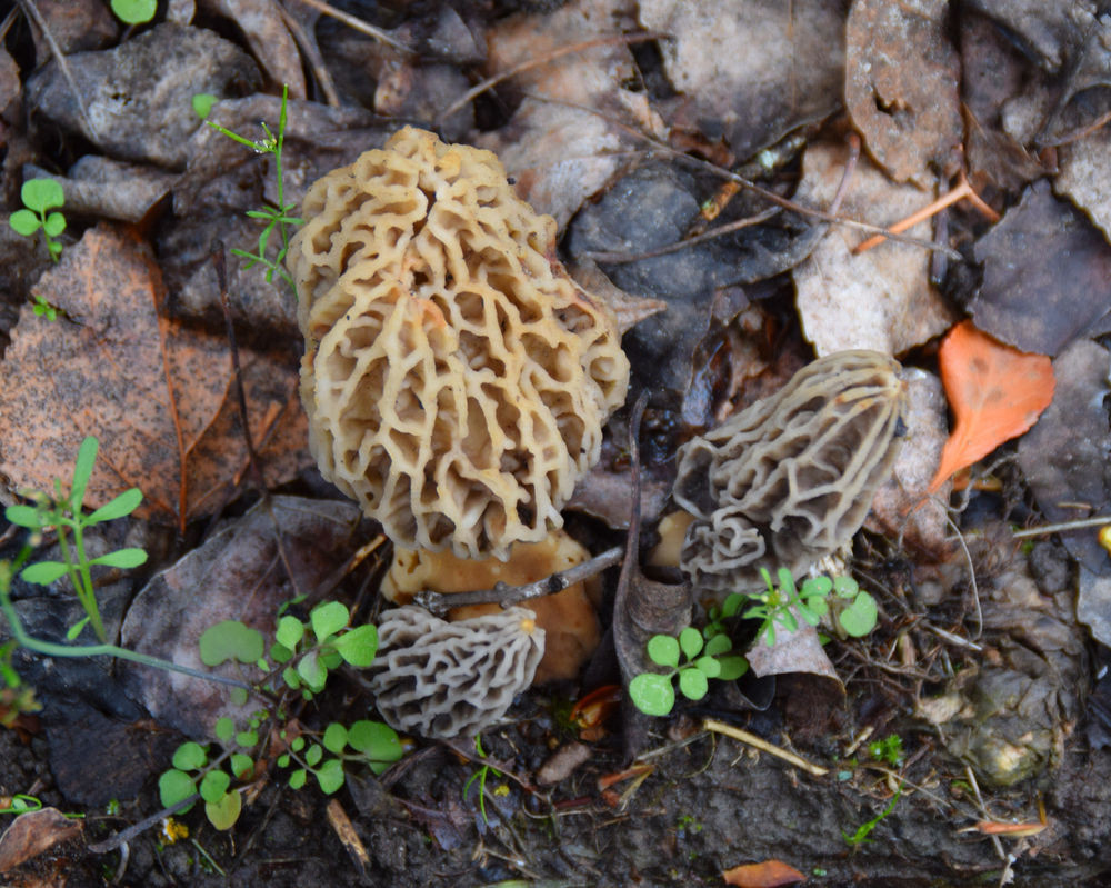 Morel Mushrooms Growing
 Morel Mushroom Grow Kit 1 5 Pound Backyard Morel Growing