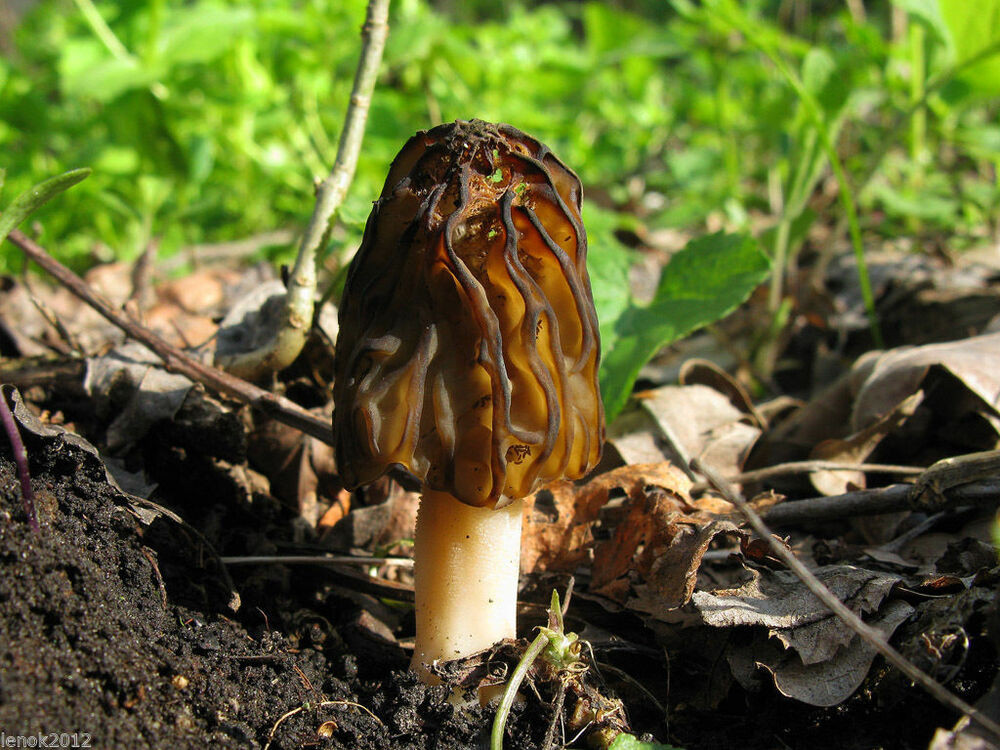 Morel Mushrooms Growing
 35g Seeds Spores Grow Morel Morchella Half Free Garden
