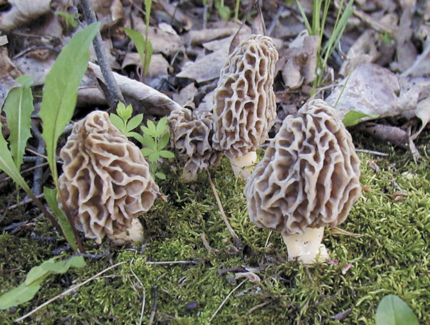 Morel Mushrooms Growing
 Wet weather and morel mushrooms growing in the yard
