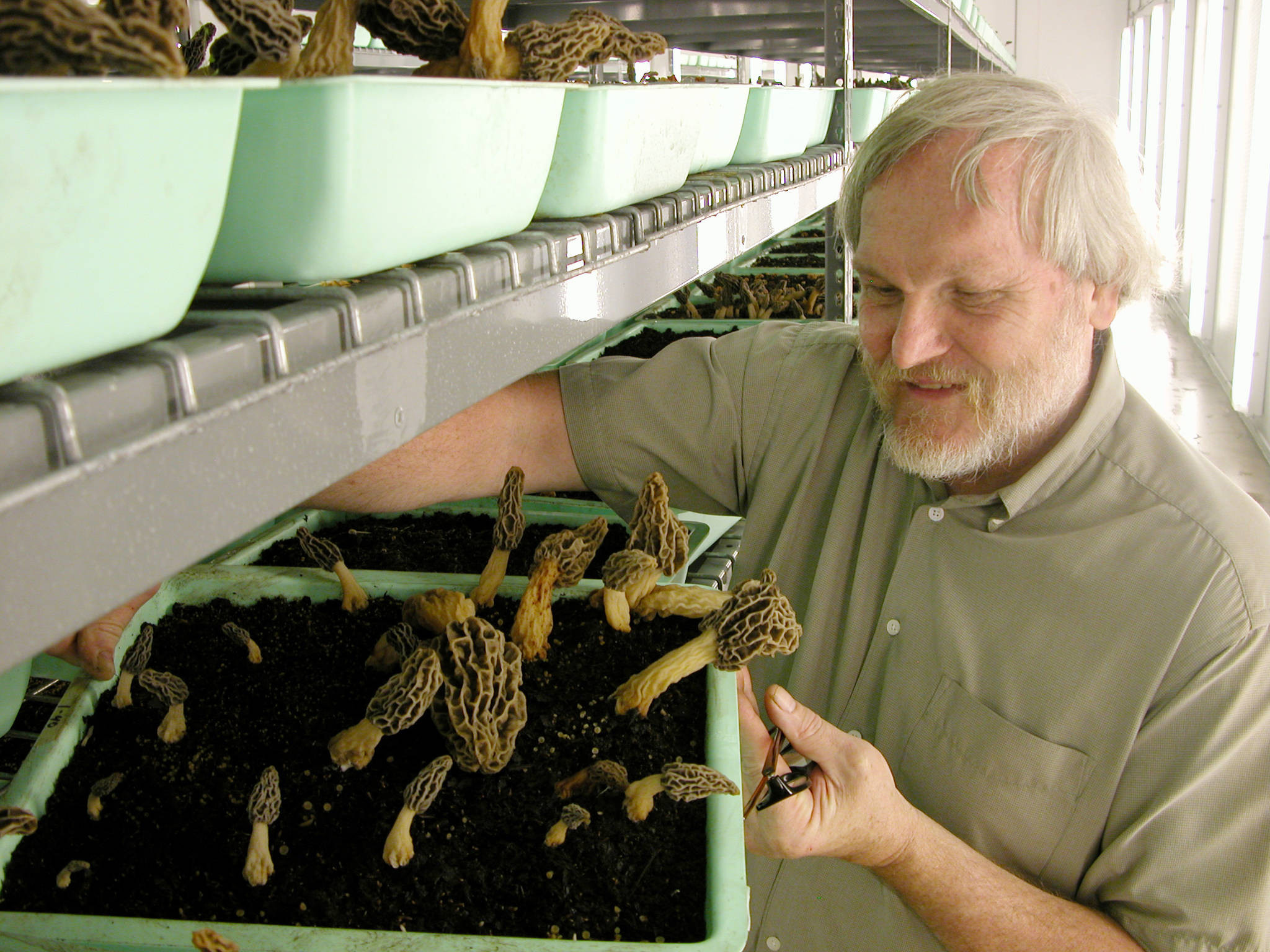 Morel Mushrooms Growing
 morel cultivation thread Gourmet and Medicinal Mushrooms
