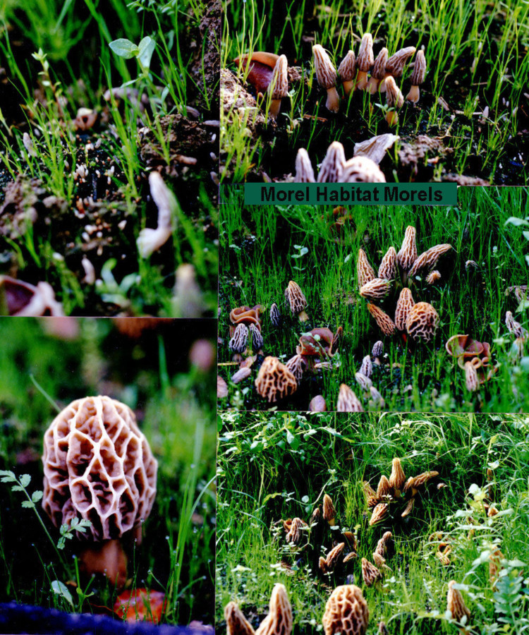 Morel Mushrooms Growing
 1 Morel Habitat Kit – Home Grow Morel Mushrooms Kit