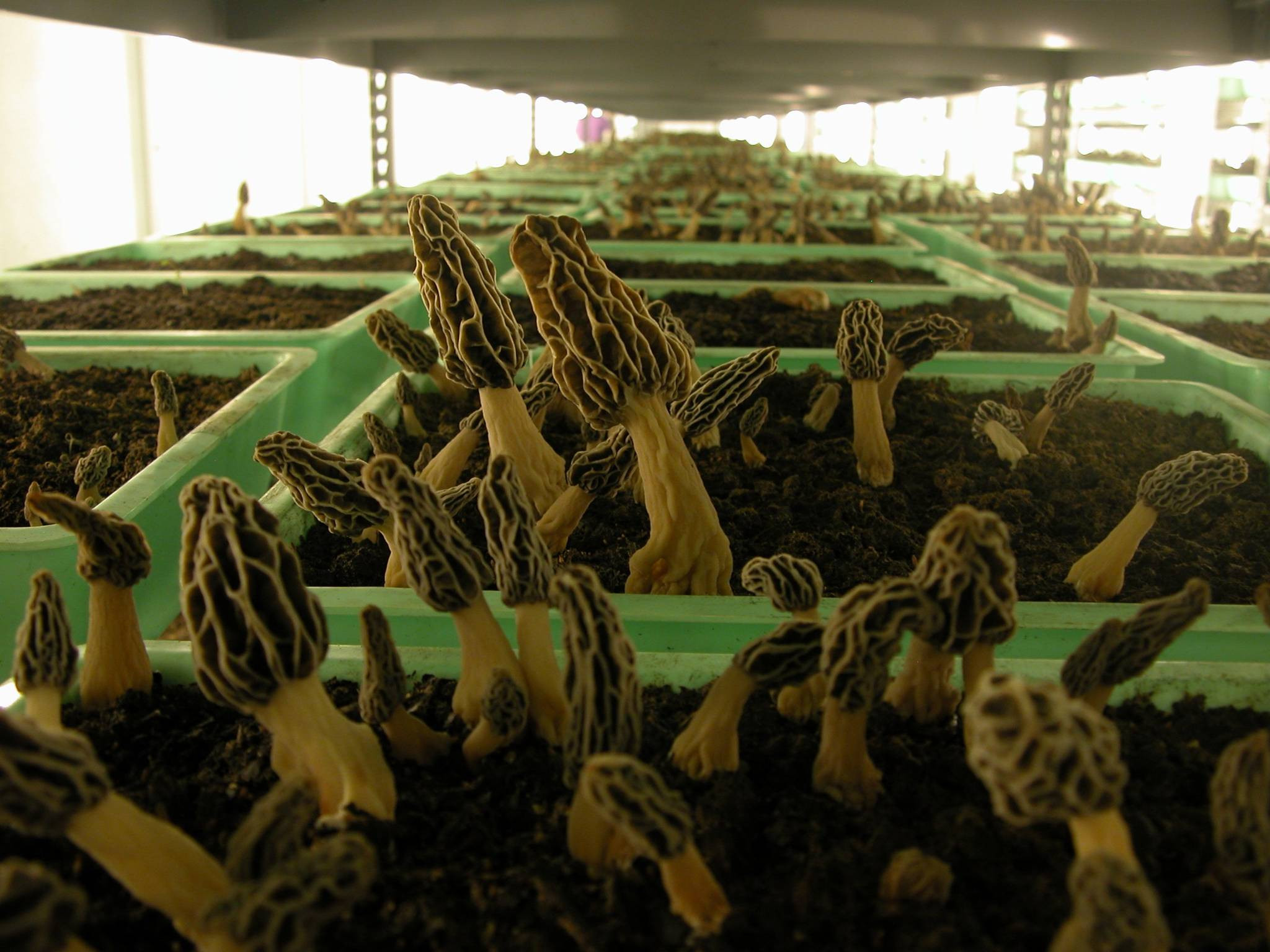 Morel Mushrooms Growing
 Black Morel syringe from Spore101 Mushroom Cultivation