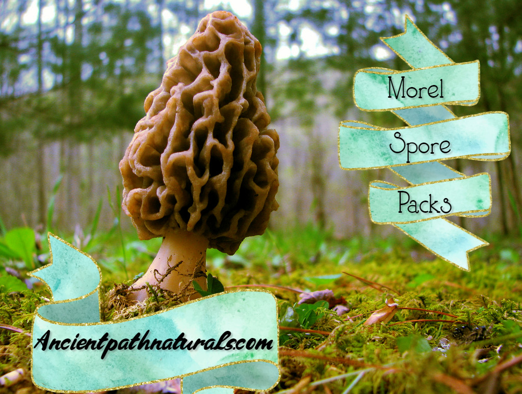 Morel Mushrooms Growing
 Morel Mushroom Spore Growing Kit 3 Pack – Best Outdoor