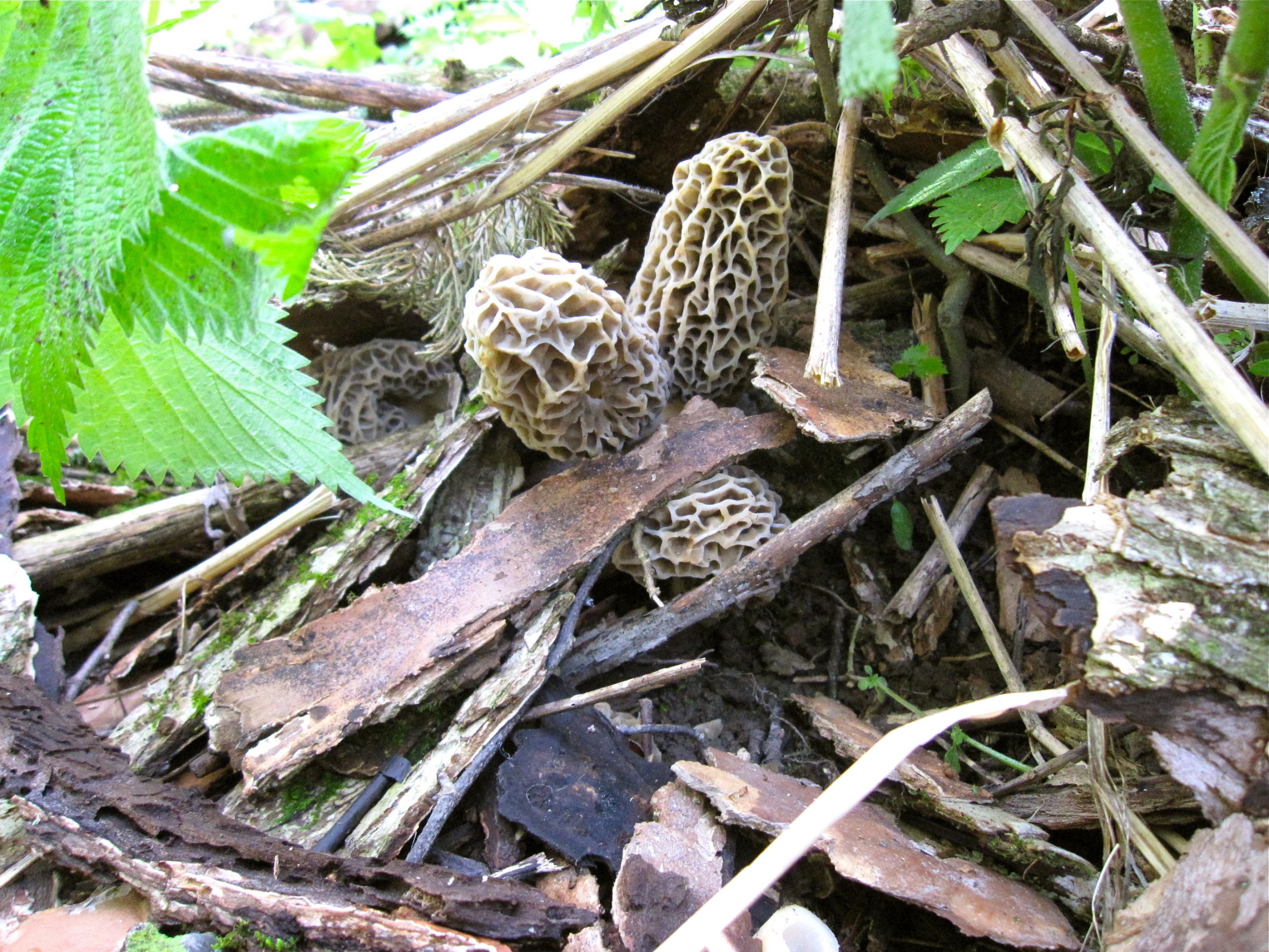 Morel Mushrooms Growing
 Tips & Tricks Everything You Need to Know to Morel