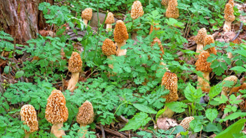 Morel Mushrooms Growing
 How to Make Money f of the Morel Mushrooms You Found