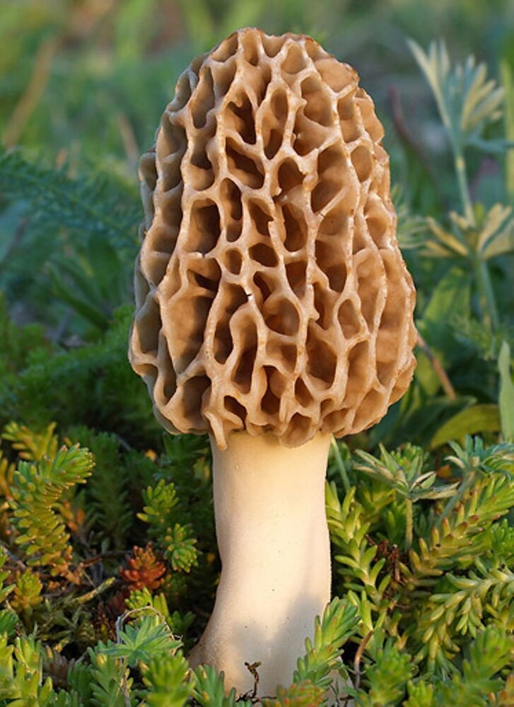 30 Ideas for Morel Mushrooms Growing  Home, Family, Style and Art Ideas