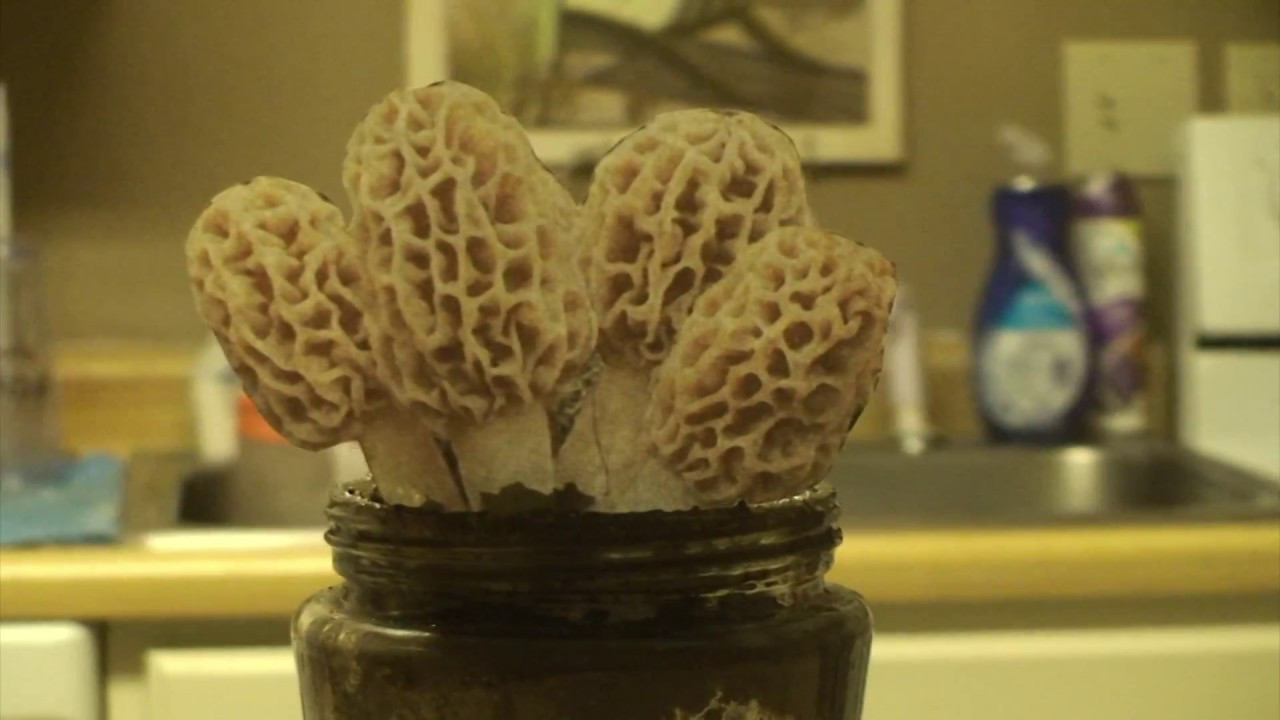 Morel Mushrooms Growing
 Grow Morel Mushrooms at home