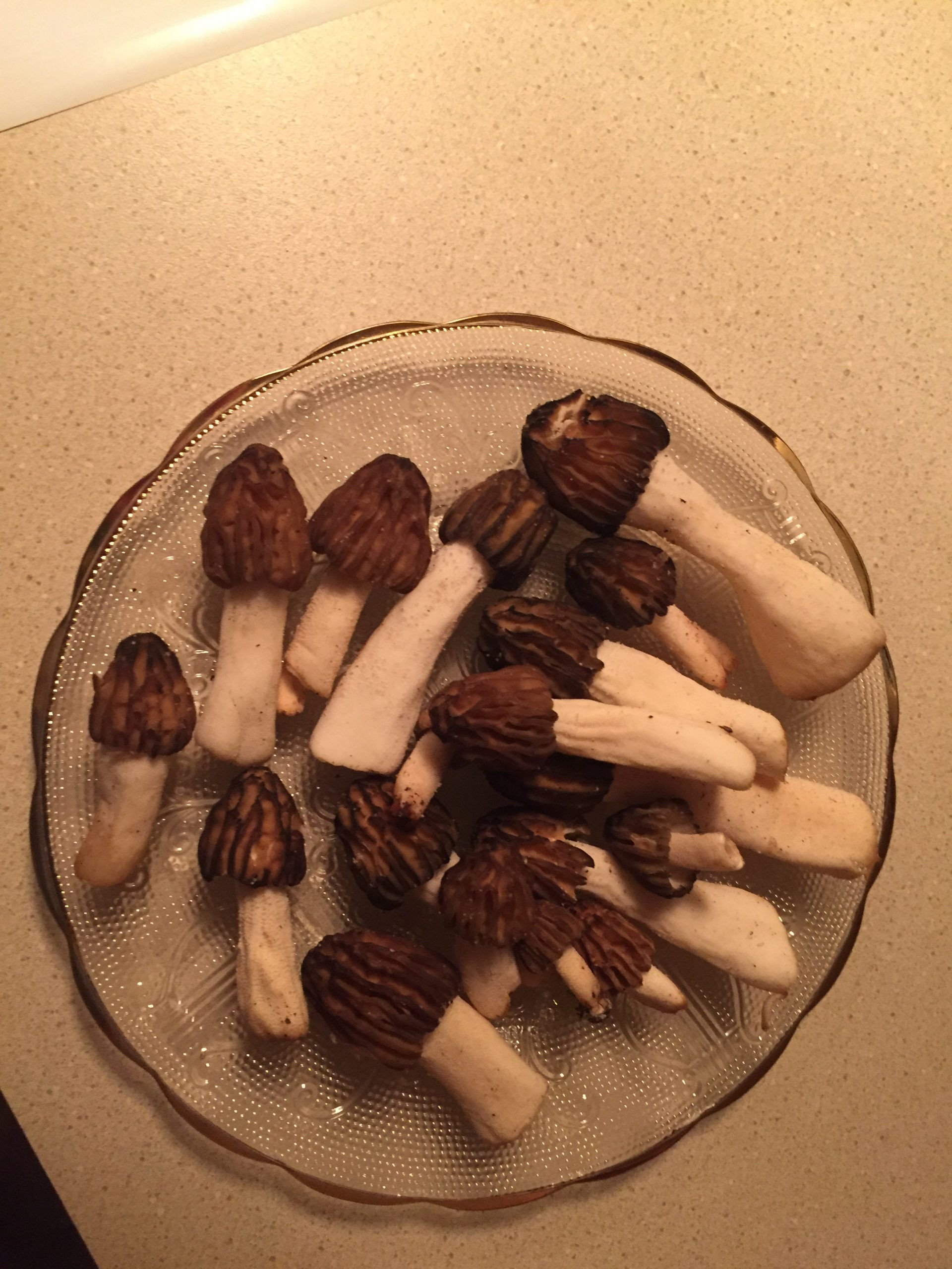 Morel Mushrooms Season Michigan
 Michigan Finds