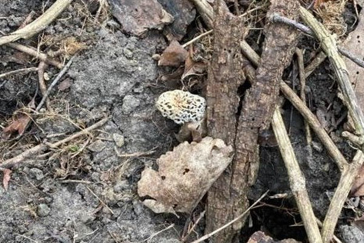 Morel Mushrooms Season Michigan
 With a “Hello ” from Kyle Danhausen morel mushroom season