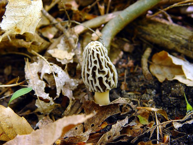 Morel Mushrooms Season Michigan
 A real pretty White Morel