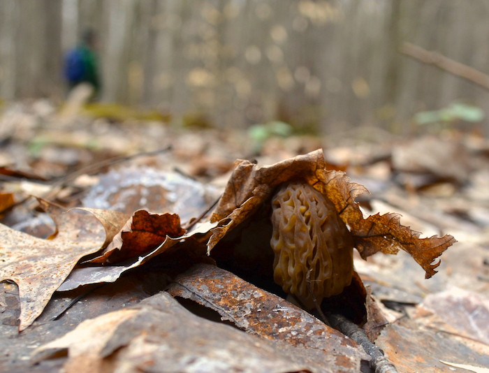 Morel Mushrooms Season Michigan
 The Secret to Morel Mushroom Hunting in Michigan