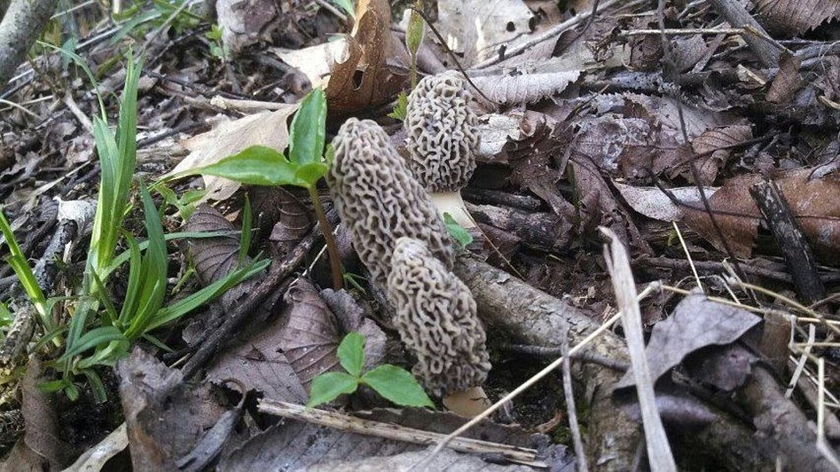 Morel Mushrooms Season Michigan
 Morel Mushroom Hunting Season is