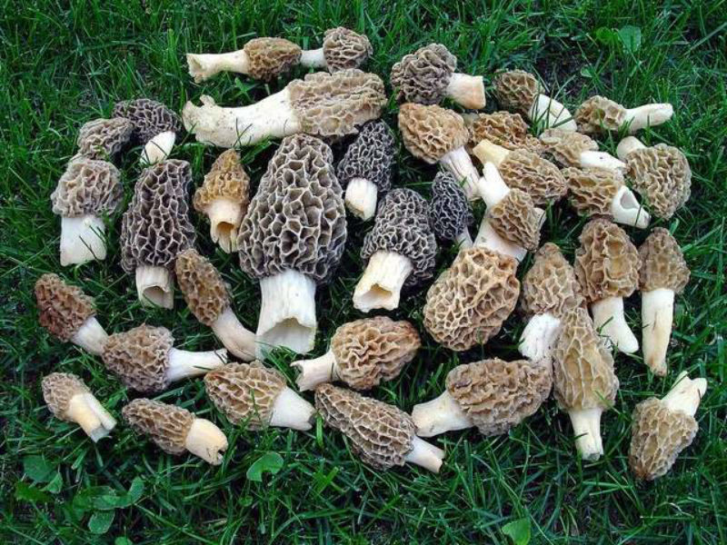Morel Mushrooms Season Michigan
 Top 10 Tips for Finding Morel Mushrooms