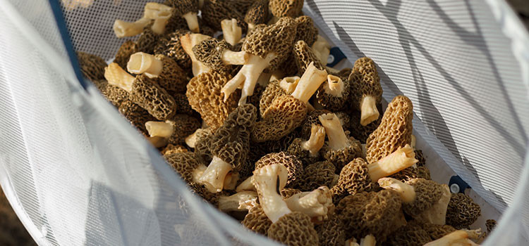 Morel Mushrooms Season Michigan
 14 Tips for Finding More Morels During Morel Mushroom Season