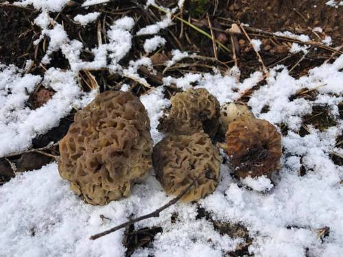 Morel Mushrooms Season Michigan
 Chris discusses the 2020 morel mushroom season The