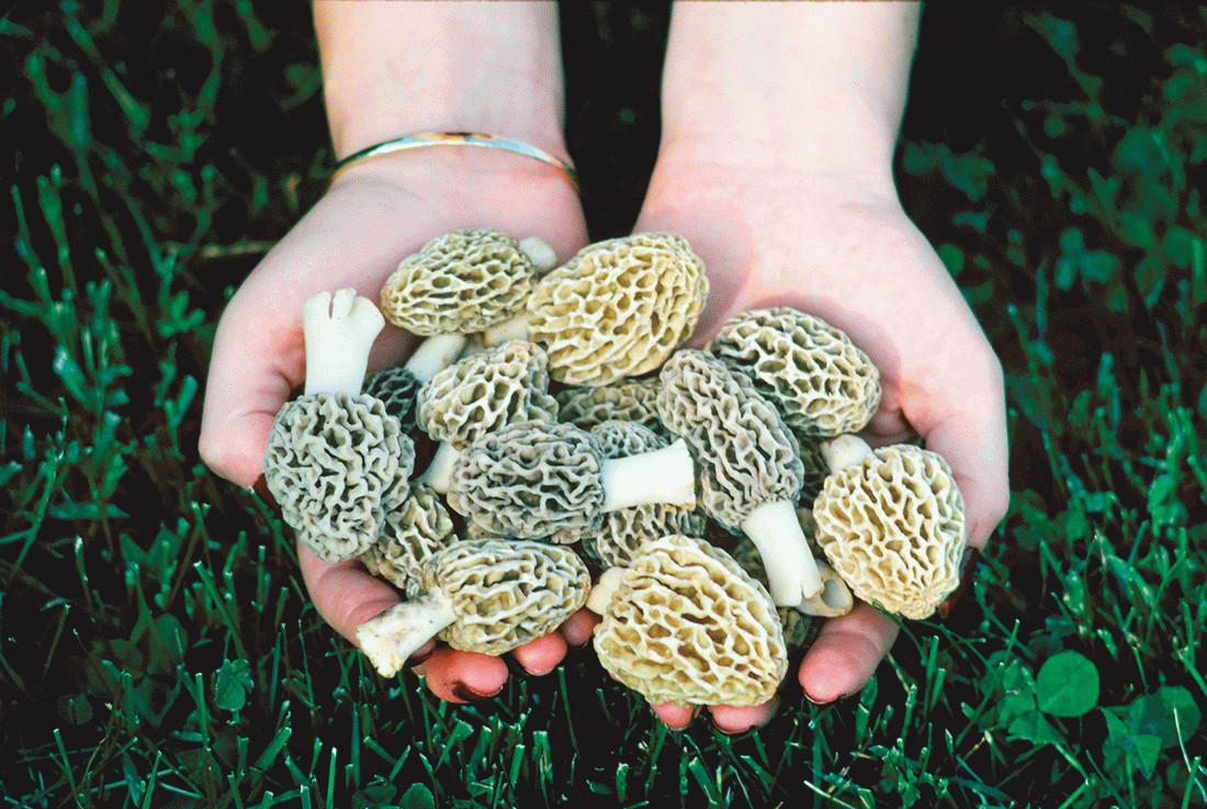 Morel Mushrooms Season Michigan
 It’s hunting season… for morels