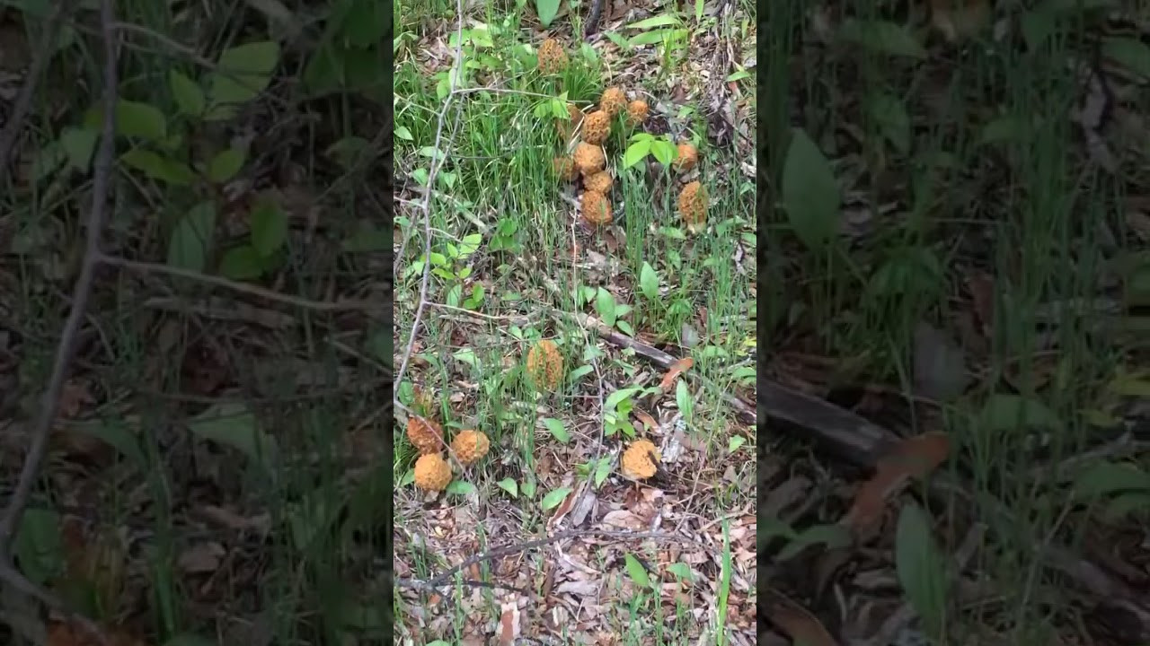 Morel Mushrooms Season Michigan
 2019 Michigan Morel Mushroom Mother load