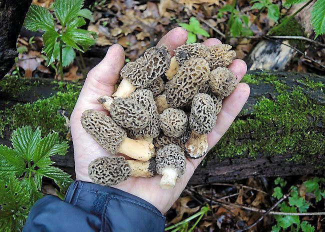 Morel Mushrooms Season Michigan
 The top 30 Ideas About Morel Mushrooms Season Illinois