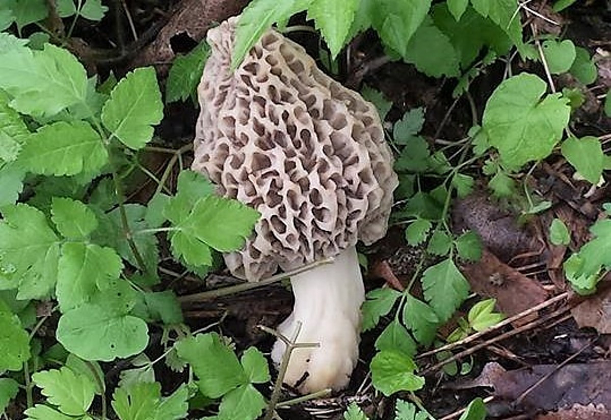 Morel Mushrooms Season Michigan
 Michigan s 2018 Morel Mushroom Hunting Season [PHOTO GALLERY]