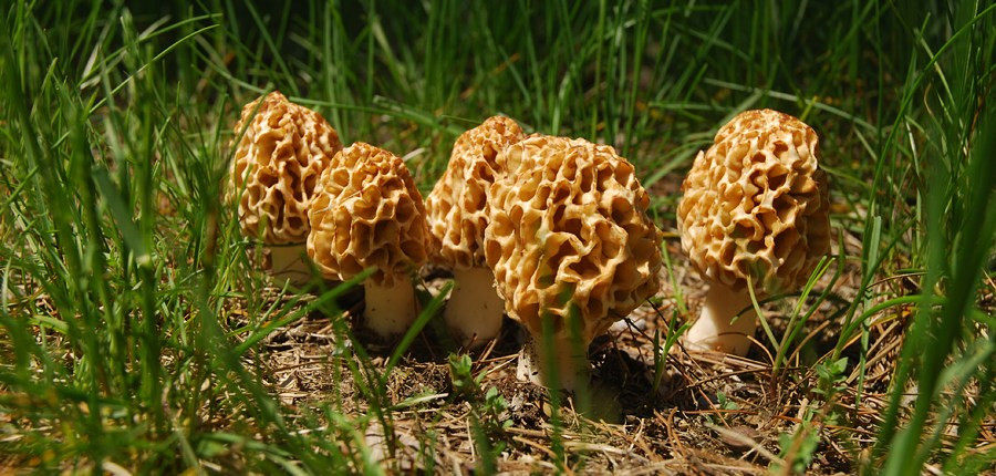 Morel Mushrooms Season Michigan
 Five Things you need to know about Michigan Morel