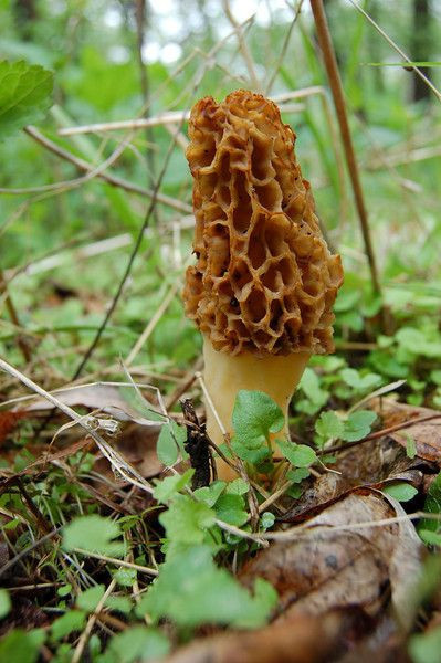 Morel Mushrooms Season Michigan
 The top 30 Ideas About Morel Mushrooms Season Illinois