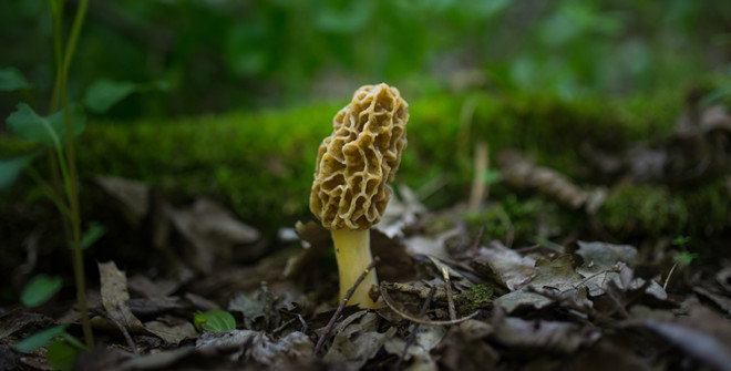 Morel Mushrooms Season Michigan
 The top 30 Ideas About Morel Mushrooms Season Illinois