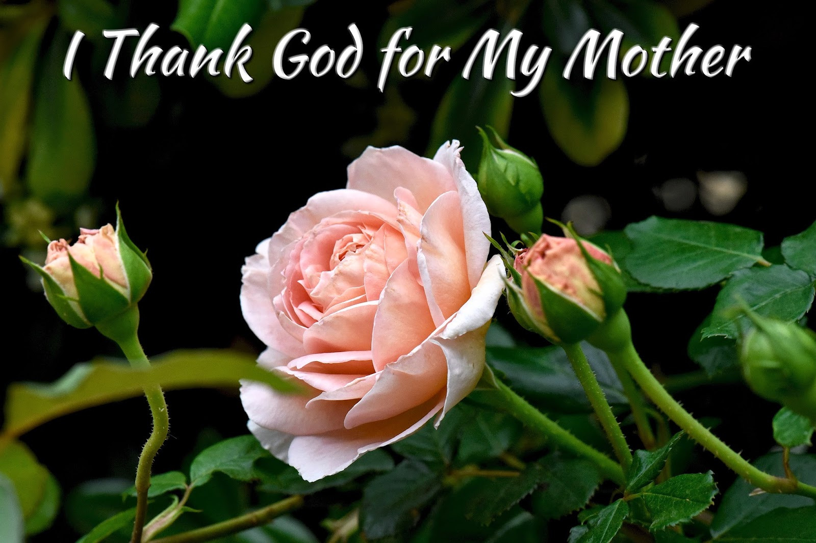 Mother Bible Quote
 Top 10 Bible Verses for Mothers Day Salt and Light Blog