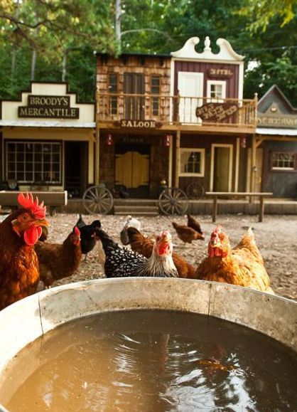 Nc Backyard Coops
 Wild West Style Chicken Coop In North Carolina