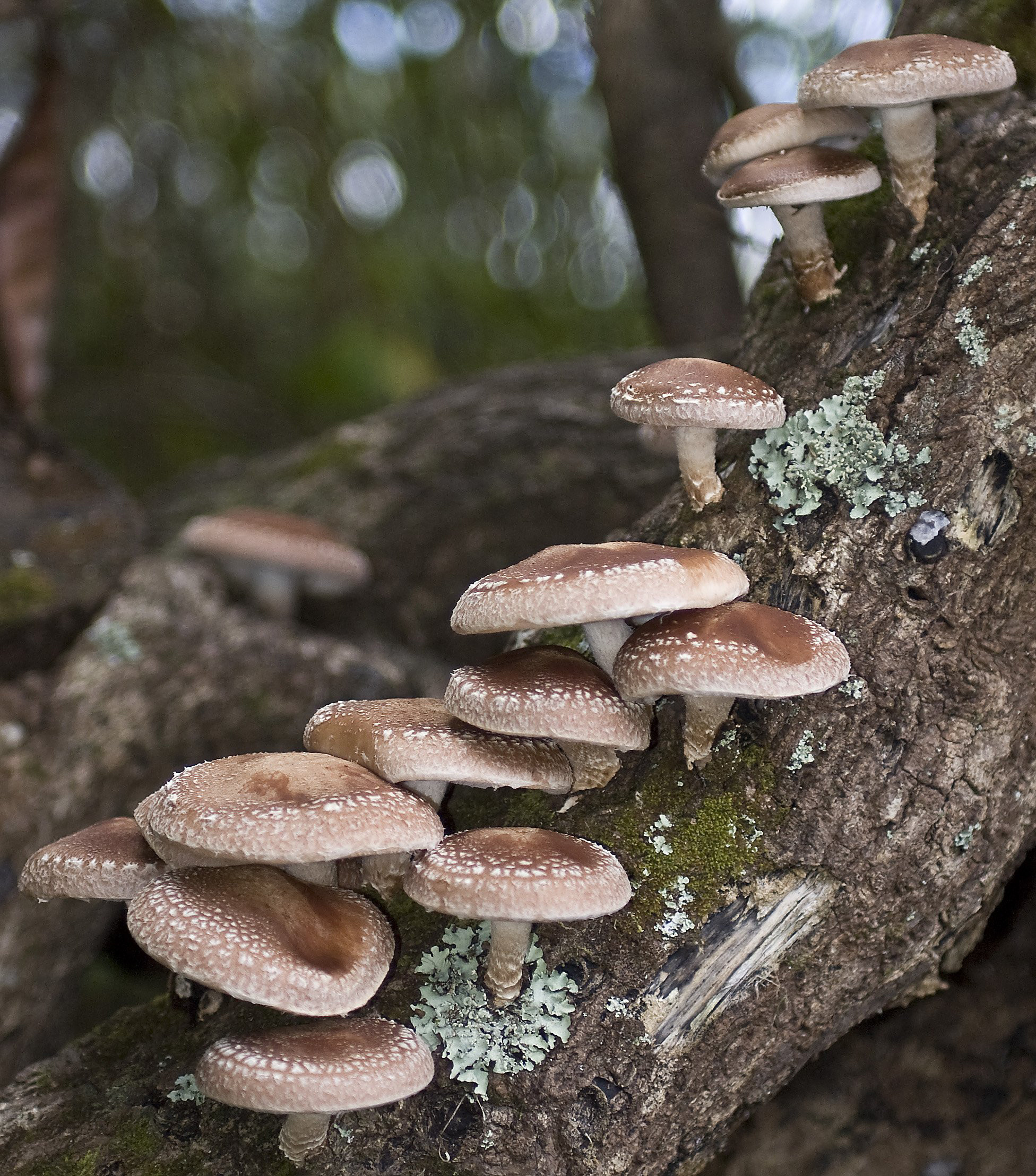 Nutritional Value Of Shiitake Mushrooms
 Shiitake mushroom Fact Health Benefits & Nutritional Value