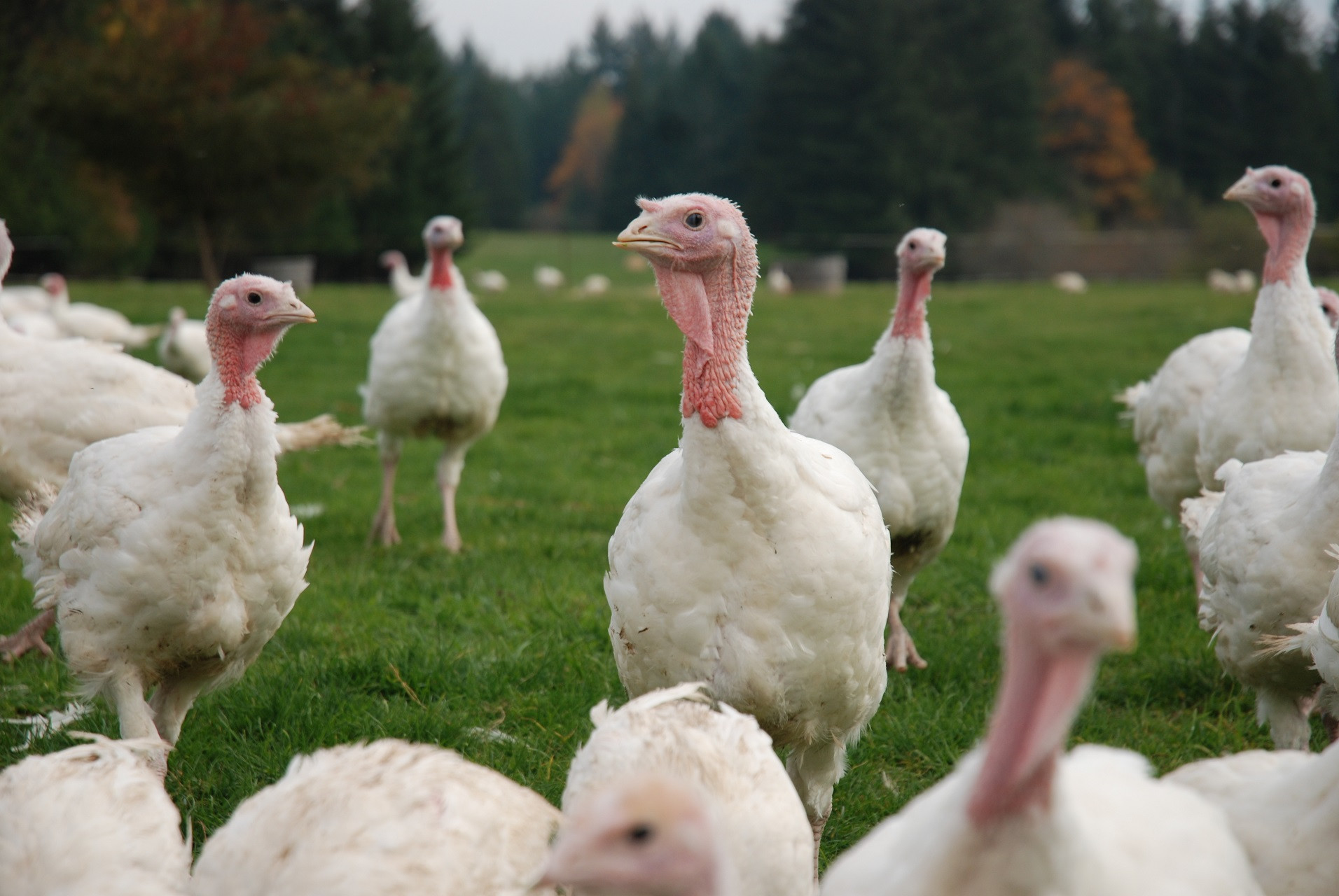 Organic Whole Turkey
 Butterball Releases Organic Turkey for Thanksgiving