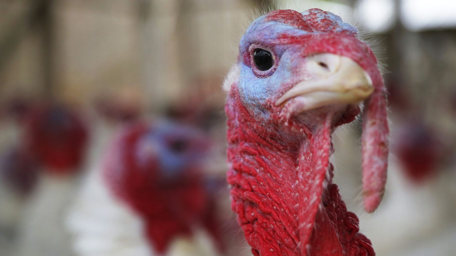 Organic Whole Turkey
 Amazon s Whole Foods turkey promotion is ruining the