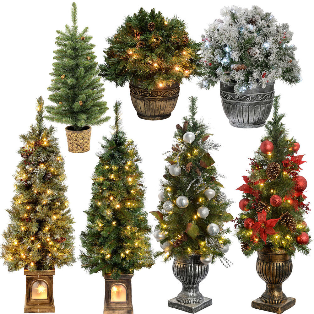 Outdoor Lit Christmas Trees