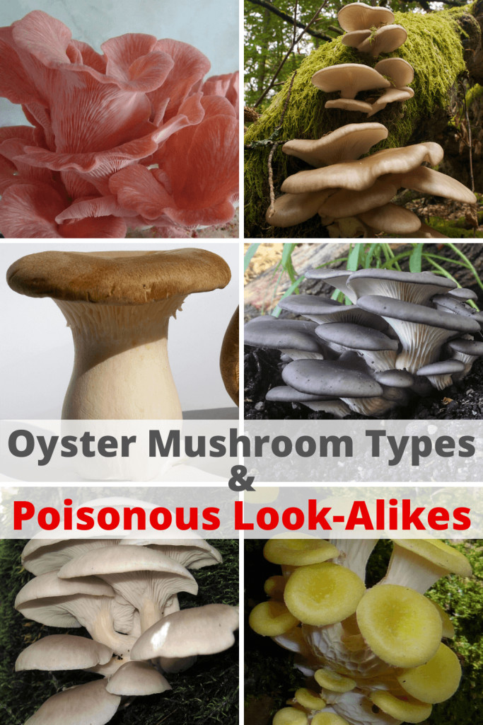 Oyster Mushrooms Look Alike
 7 Types of Oyster Mushrooms & 3 Poisonous Look Alikes