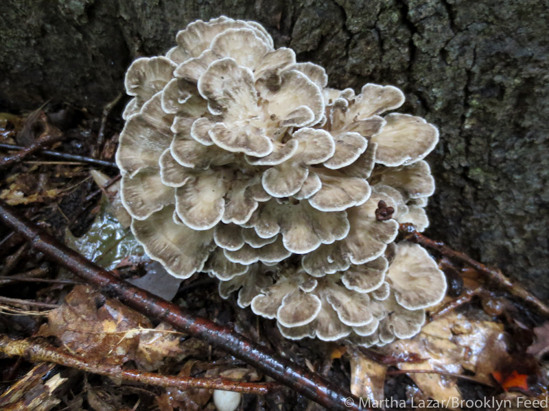 Oyster Mushrooms Look Alike
 mushrooms