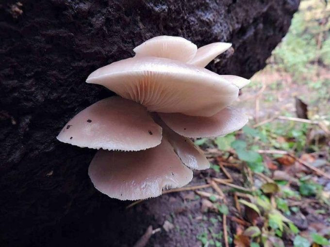 Oyster Mushrooms Look Alike
 Foraging for Oyster Mushrooms