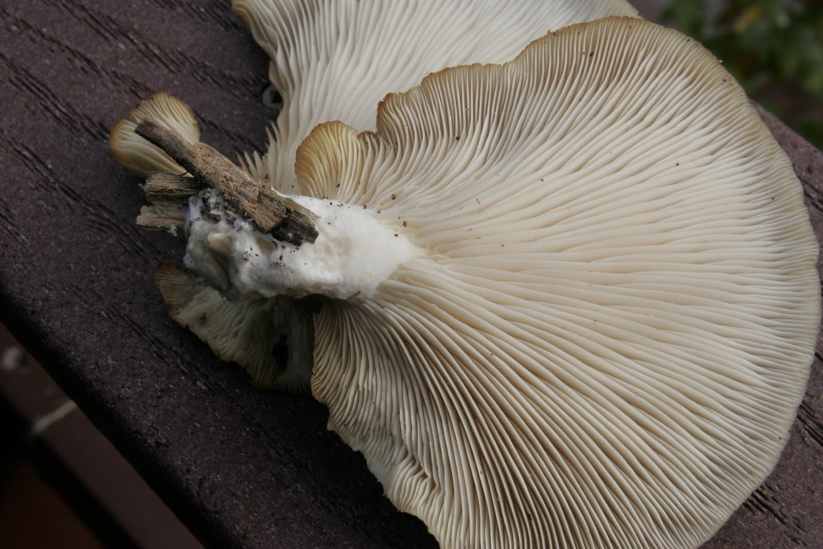 Oyster Mushrooms Look Alike
 Down & Dirty oyster mushrooms