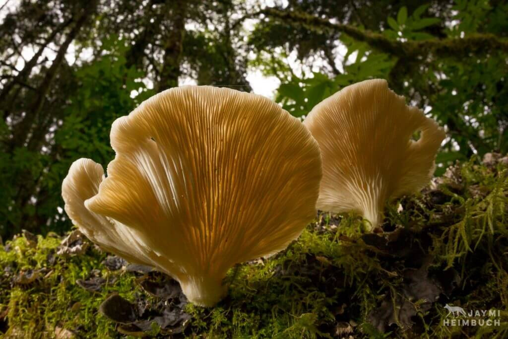 Oyster Mushrooms Look Alike
 How to Identify Oyster Mushrooms Vegans First
