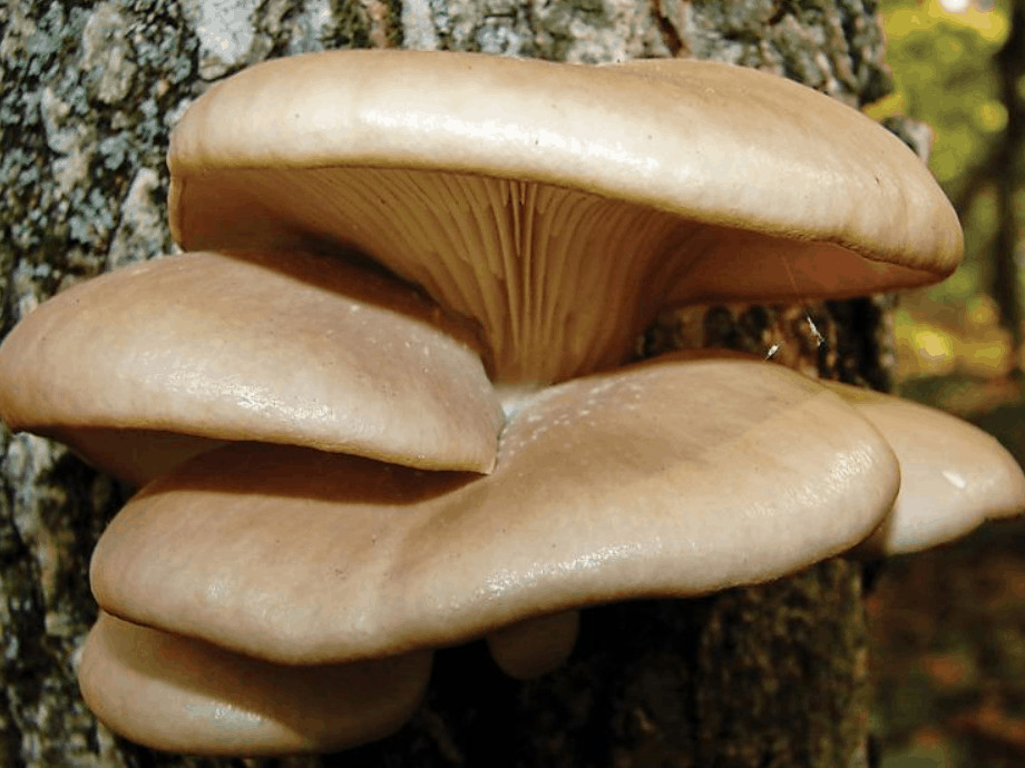 Oyster Mushrooms Look Alike
 Guide about Oyster Mushroom Look alikes Mushroom Health