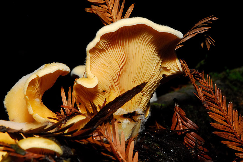 Oyster Mushrooms Look Alike
 The Mock Oyster Mushroom Phyllotopsis nidulans