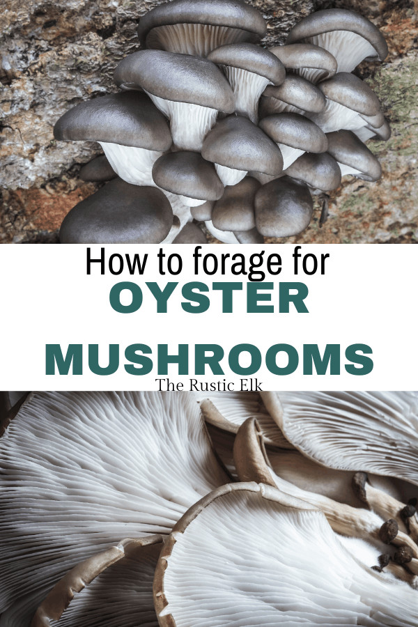 Oyster Mushrooms Look Alike
 Foraging for Oyster Mushrooms