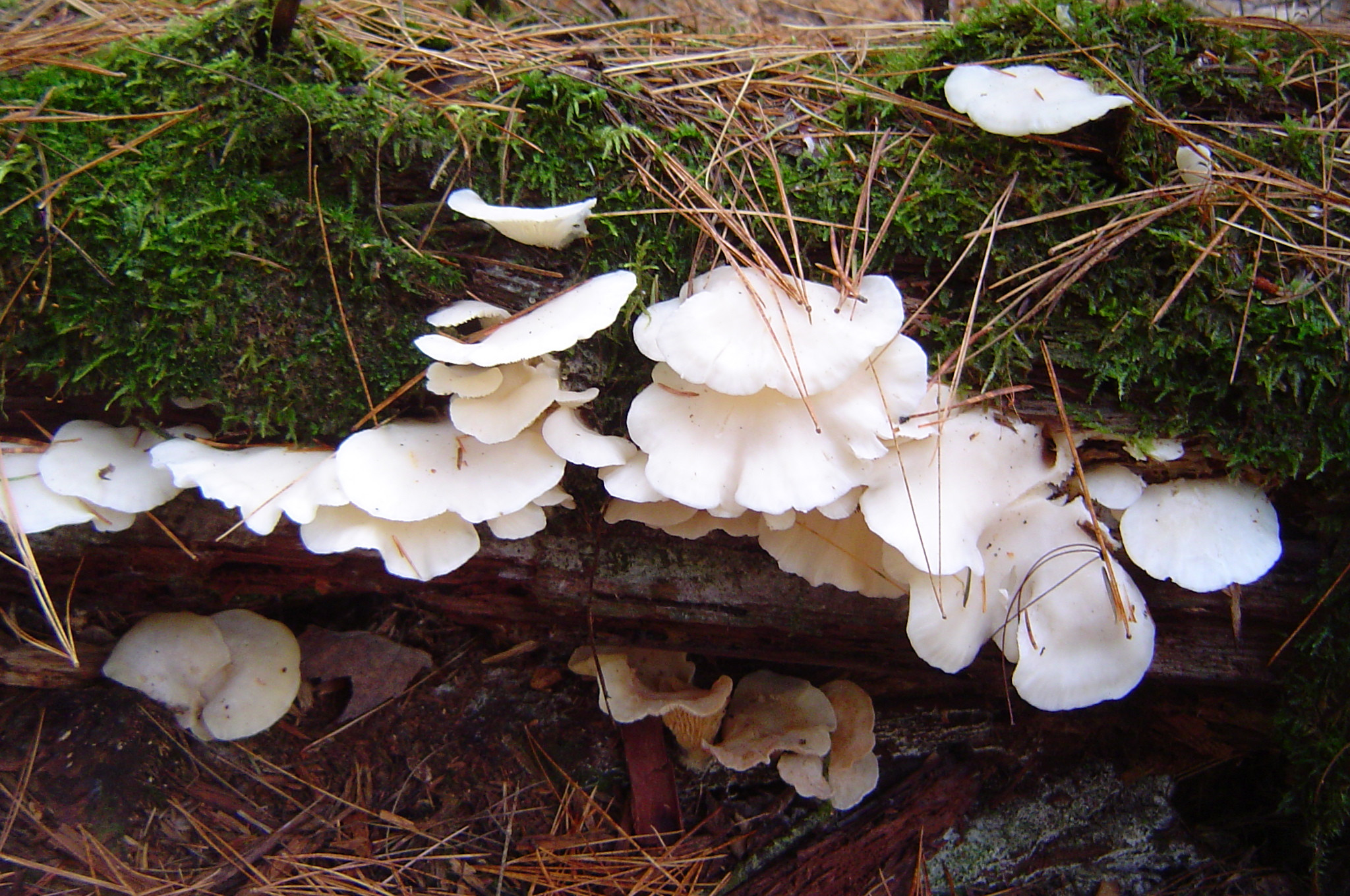 Oyster Mushrooms Look Alike
 pleurotus ostreatus look alikes