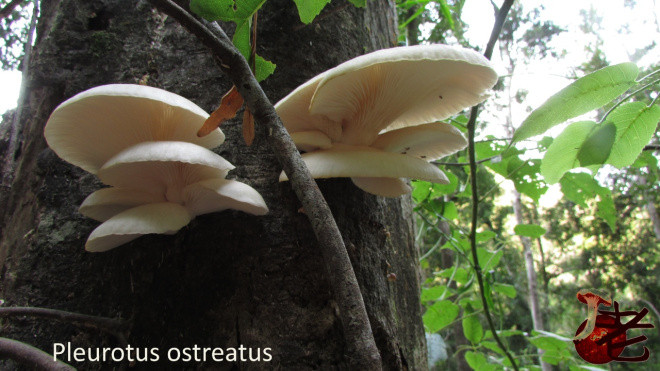 Oyster Mushrooms Look Alike
 Pleurotus ostreatus Tree oyster – mushroaming