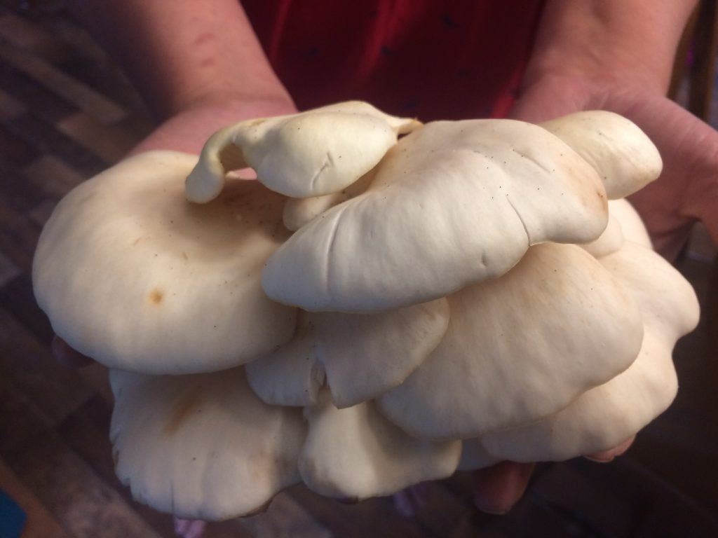 Oyster Mushrooms Look Alike
 Aspen Oyster Mushrooms – Wilderstead