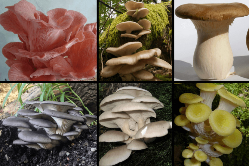 Oyster Mushrooms Look Alike
 7 Types of Oyster Mushrooms & 3 Poisonous Look Alikes