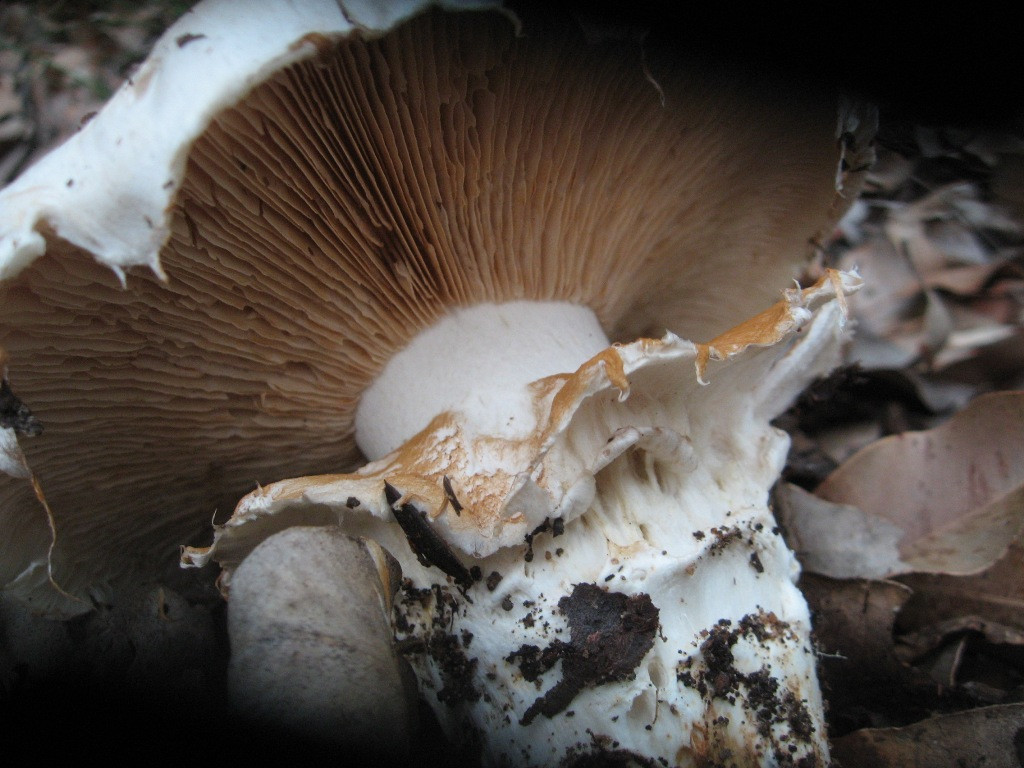 Oyster Mushrooms Look Alike
 Look alike Cortinarius