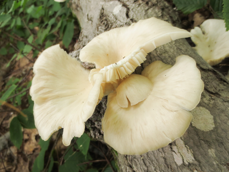 Oyster Mushrooms Look Alike
 wild mushrooms