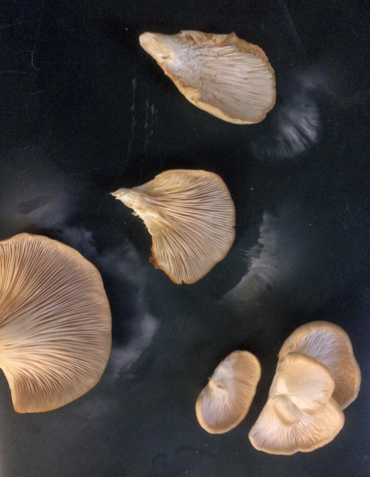 Oyster Mushrooms Look Alike
 Manitoba Aspen Oyster Mushrooms