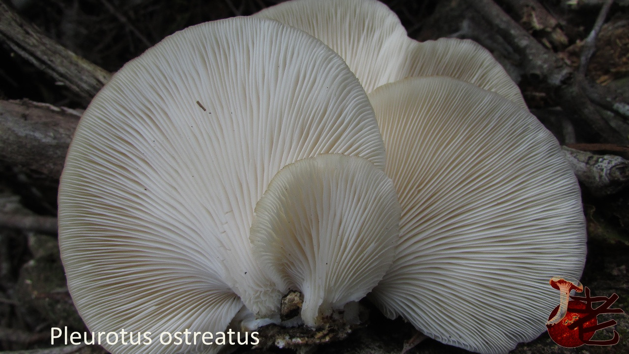 Oyster Mushrooms Look Alike
 Oyster mushroom – mushroaming