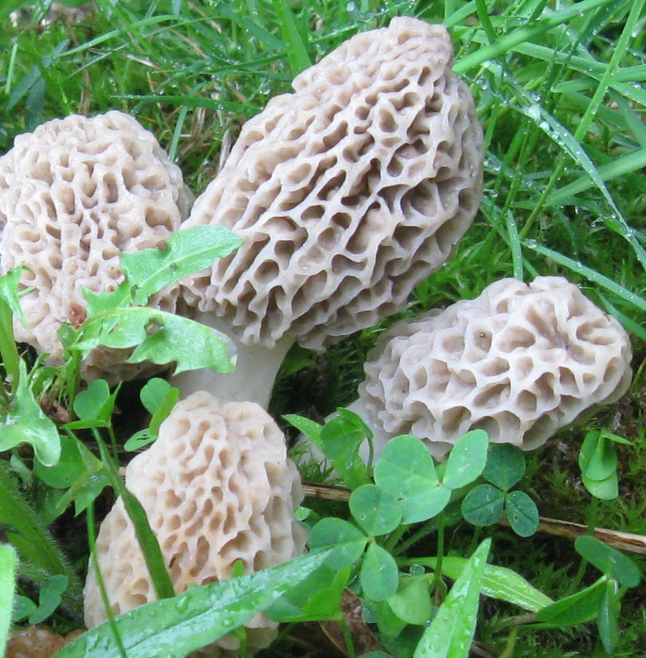 Pictures Of Morel Mushrooms
 Foraging Morel Mushrooms How to Find Identify Preserve