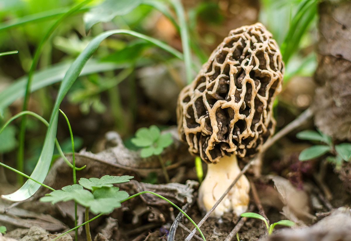 Pictures Of Morel Mushrooms
 How to Hunt for Morel Mushrooms